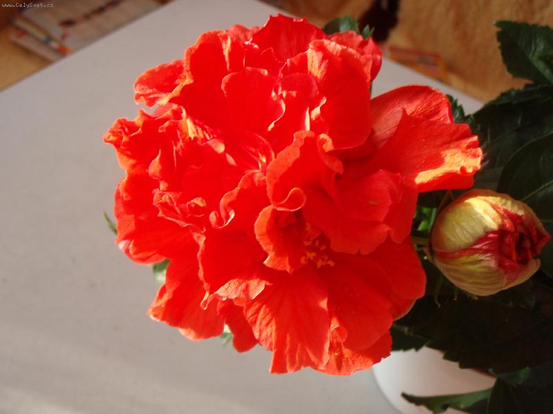 Foto: Ibi�ek-Toledo