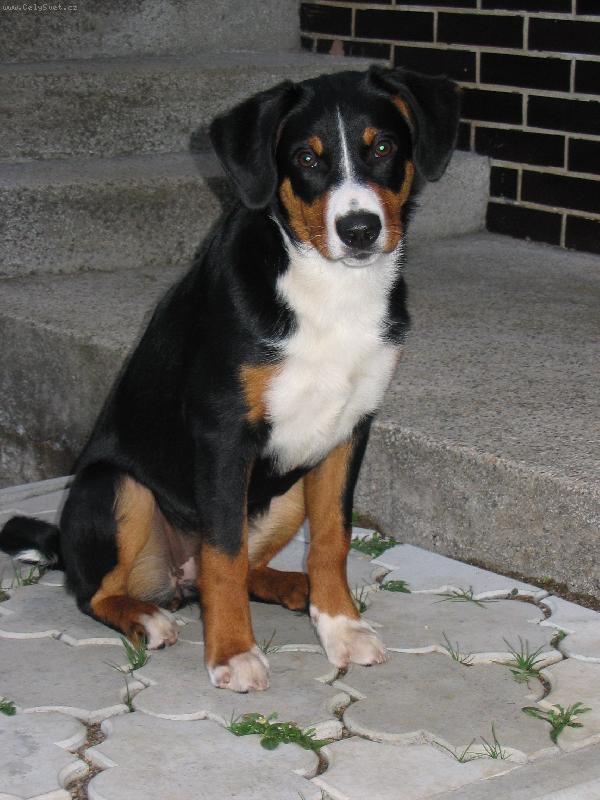 Foto: Citta ��astn� Berjanka-www.appenzeller.cz