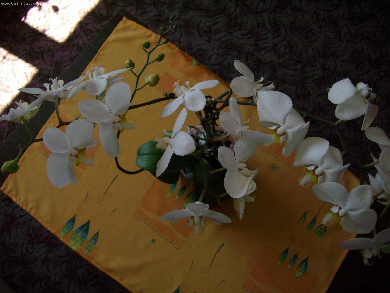 Foto: Velkokv�t� kr�ska