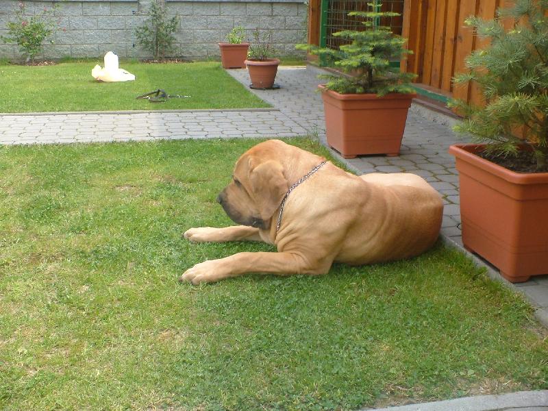 Foto: Imperio Dorado Bruno-Bruno mazlik