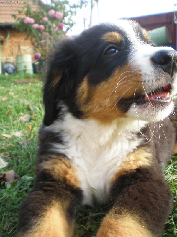 Foto: �uf-www.bernskysalasnickypes.wgz.cz