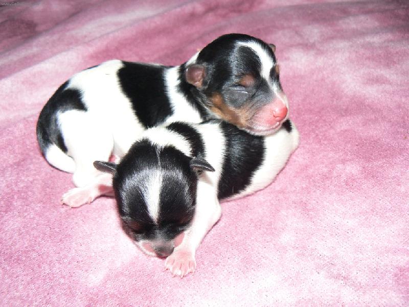 Foto: www.york-biewer-terier.cz-to co du�i pohlad�