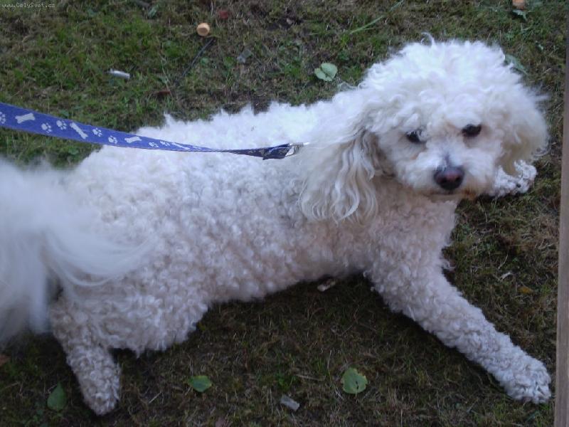 Foto: Scooby-Scooby na proch�zce