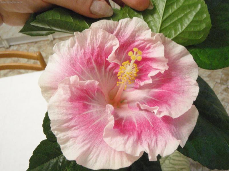 Foto: Carmen Keene-Carmen Keene