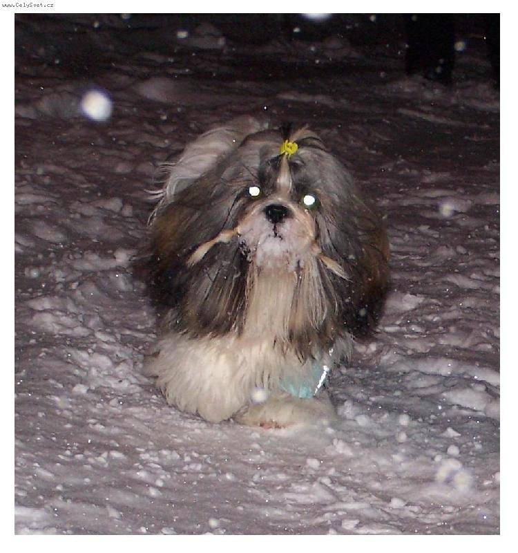 Foto: And�sek a zima