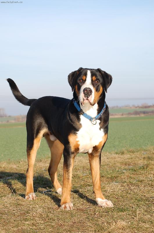 Foto: Ern�k :-)-www.pes-ernie.cz