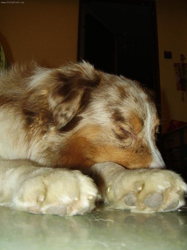 Foto: Gucc�k spink�