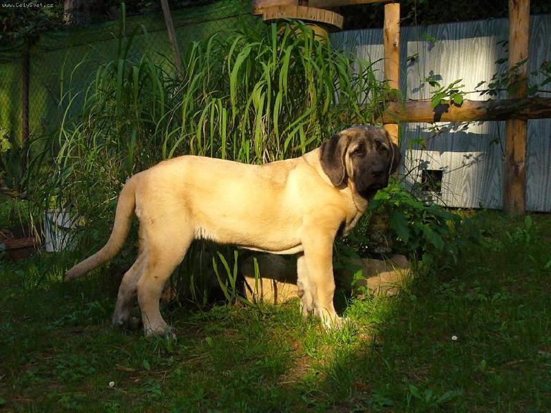 Foto: Charon z kraje sokol� 3 m�s�ce