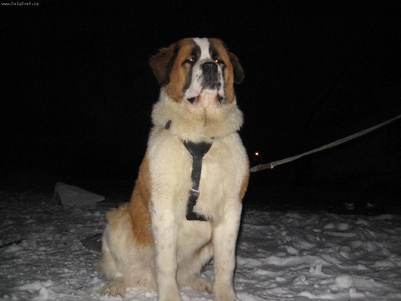 Foto: Bozsoki Harci Dirk