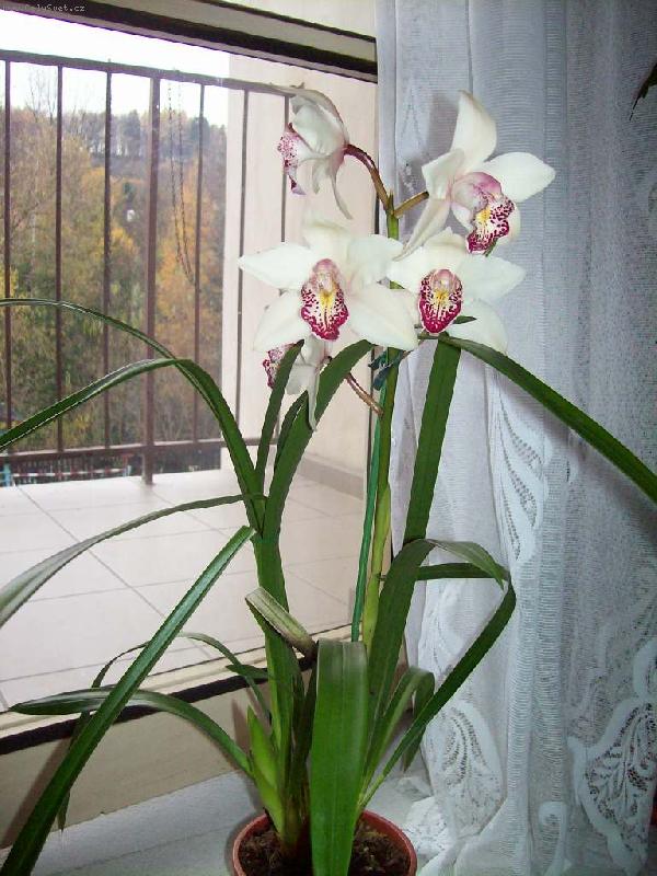 Foto: Cymbidie-Cymbidie