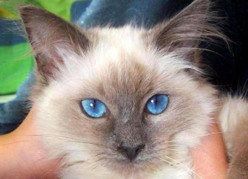 Foto: Moje princezna Sheela