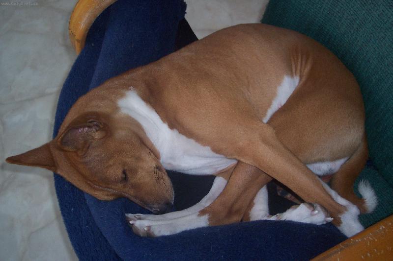 Foto: Donner H.-nejobl�ben�j�� poloha p�i span�