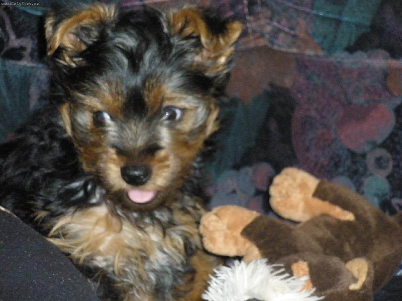 Foto: m�j mil��ekTerry-moje slun��ko