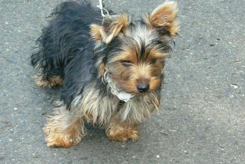 Foto: m�j mil��ekTerry-na proch�zce