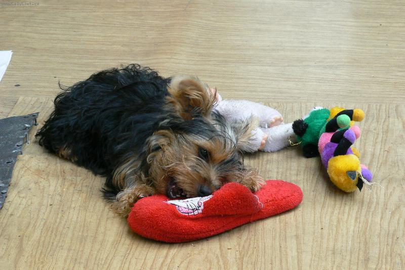 Foto: m�j mil��ekTerry-mm, dobr� bota