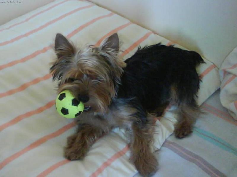 Foto: m�j mil��ekTerry-m�j balonek