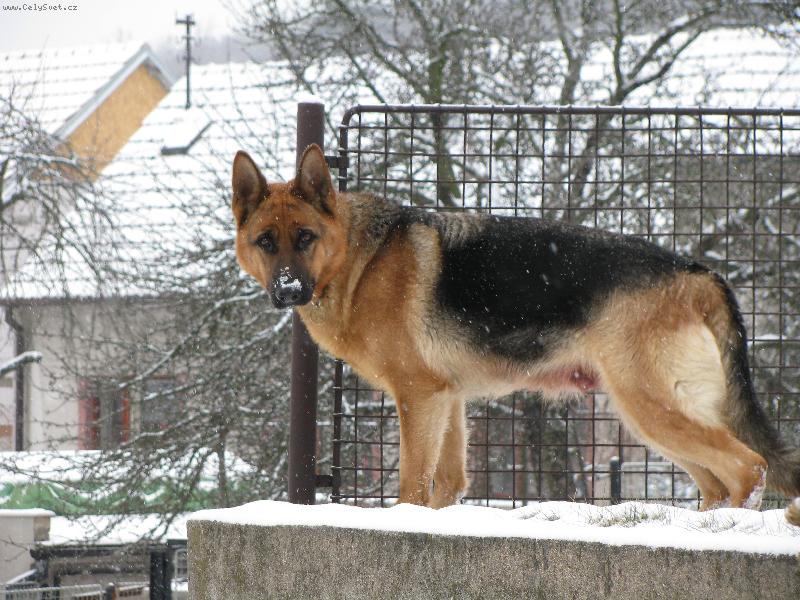 Foto: Kelly-na zahrad�