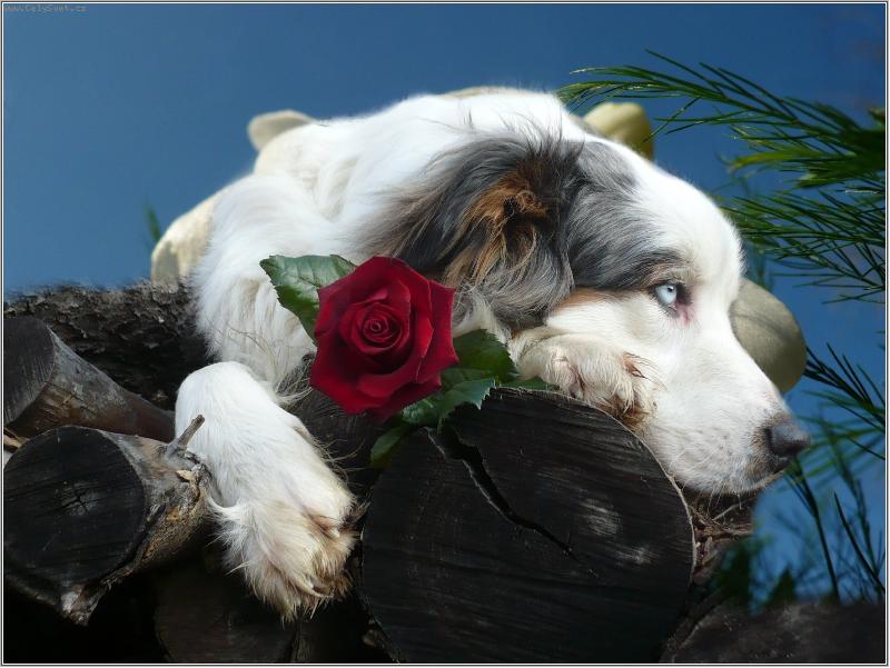 Foto: s r��enkou