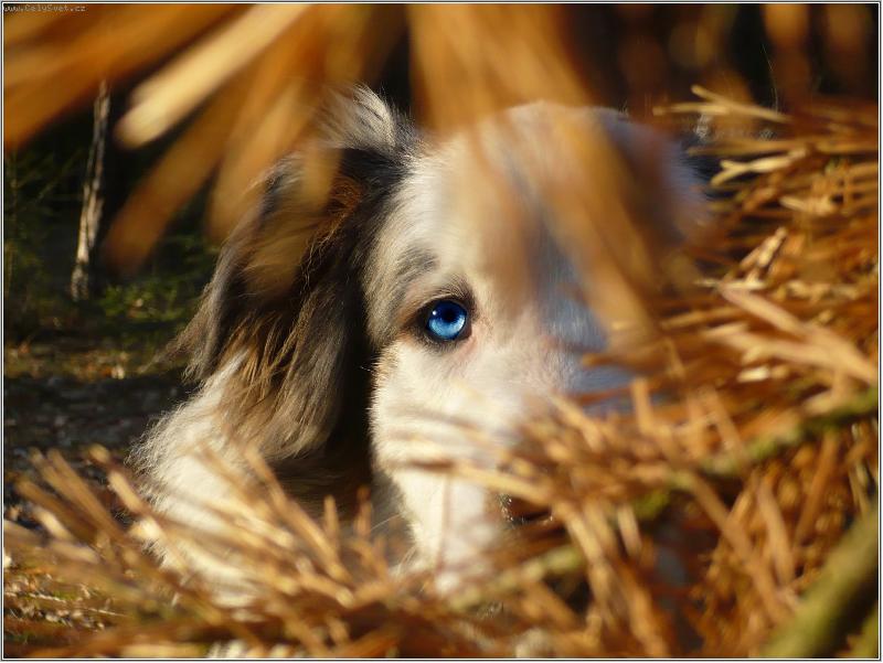 Foto: modr� ve zlat�