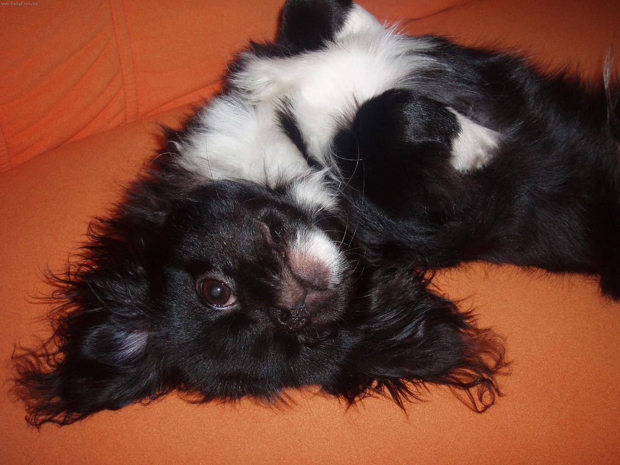 Foto: Moc r�d se v�l�m na gau�i.... jeeee