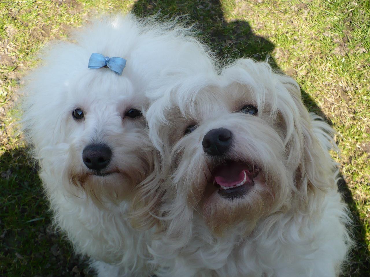 Foto: Artaban a Celebrite