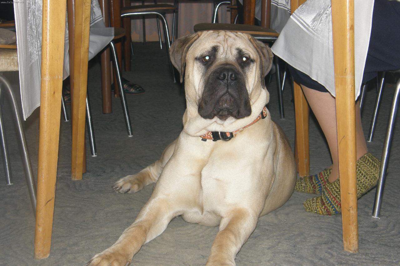 Foto: pod stolem u nohou babi�ky-na oslav�