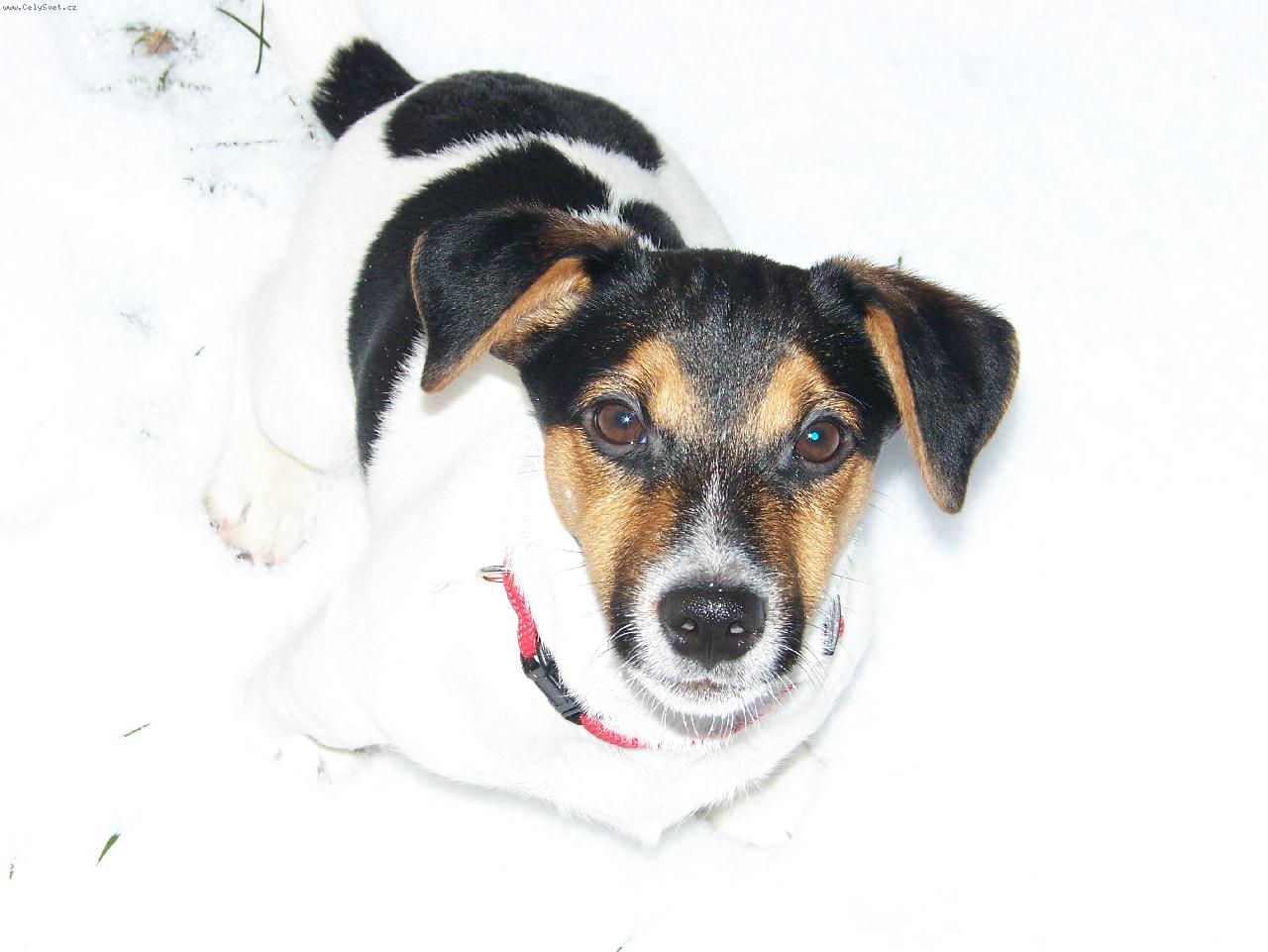 Foto: Jack na sn�hu-JRT v zim� 2008