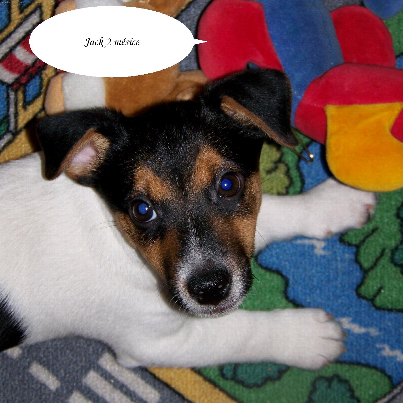 Foto: ps� miminko-�t���tko JRT 2 m�s�ce