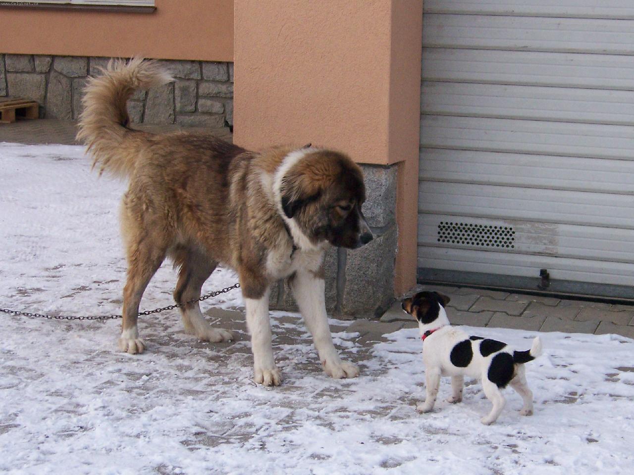 Foto: Dva kamar�di-Jack a �ja