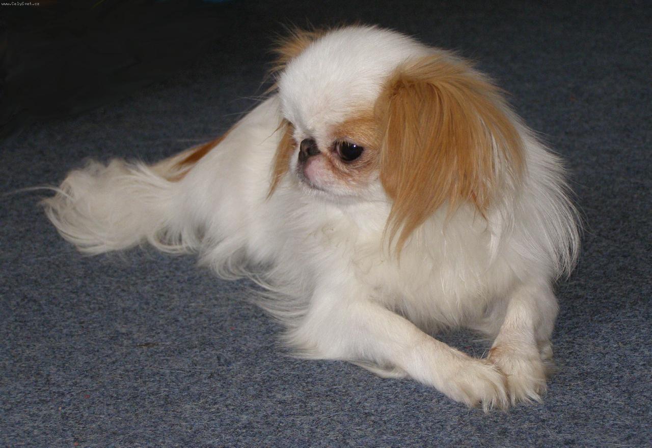 Foto: Emy-mlad� fenka