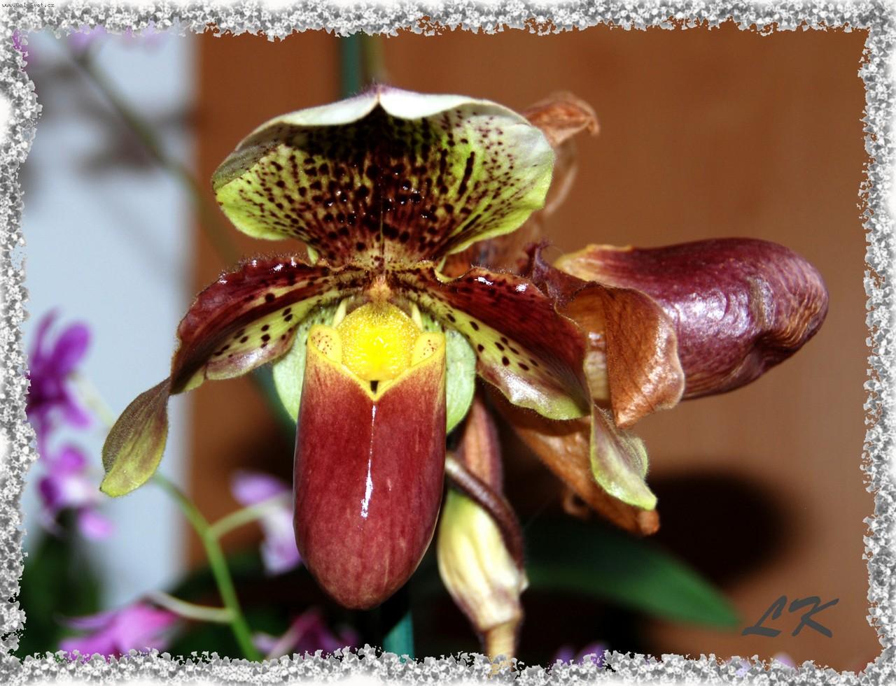 Foto: Paphiopedilum