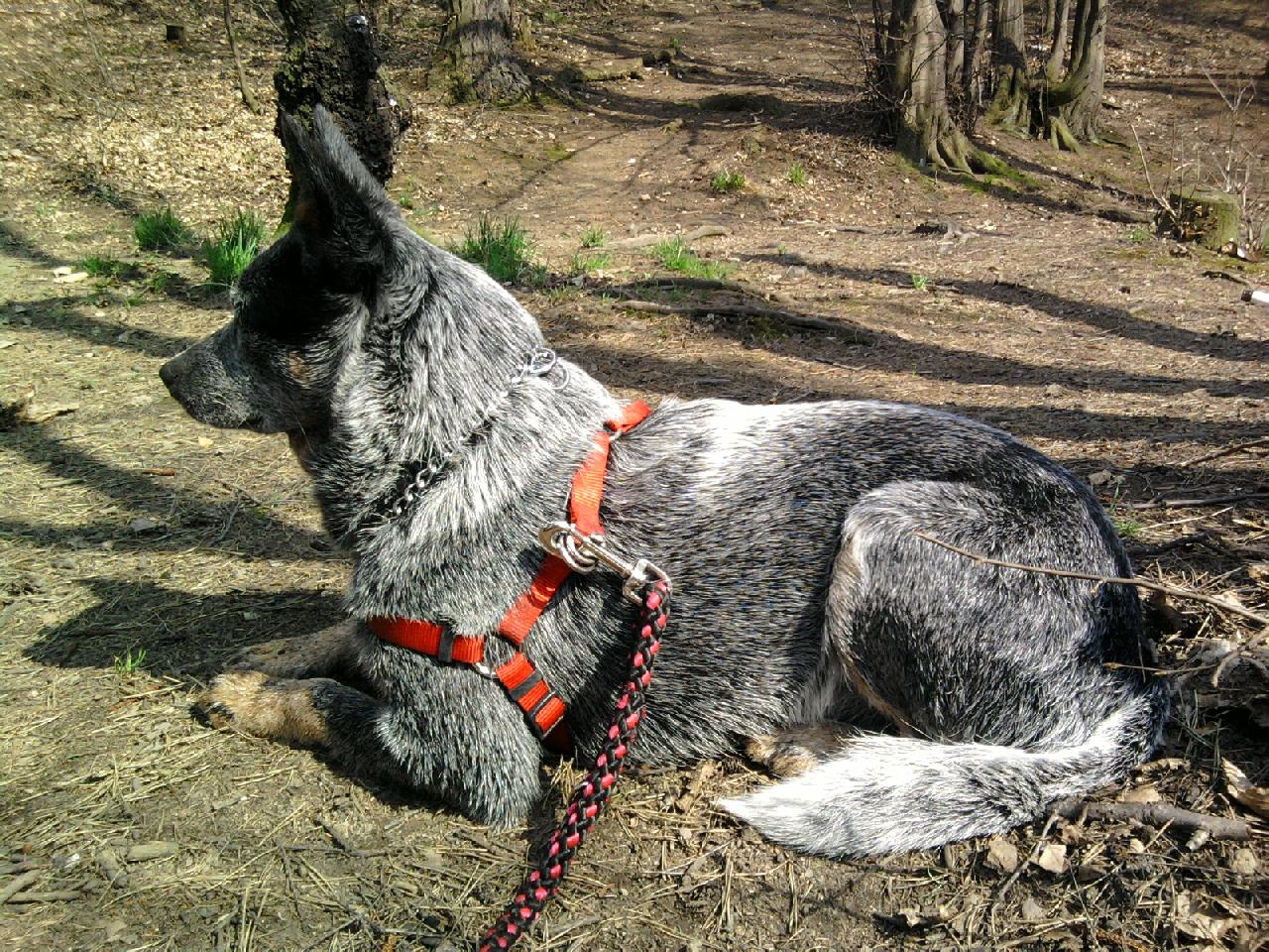 Foto: Alf-Alf u rybn�ka