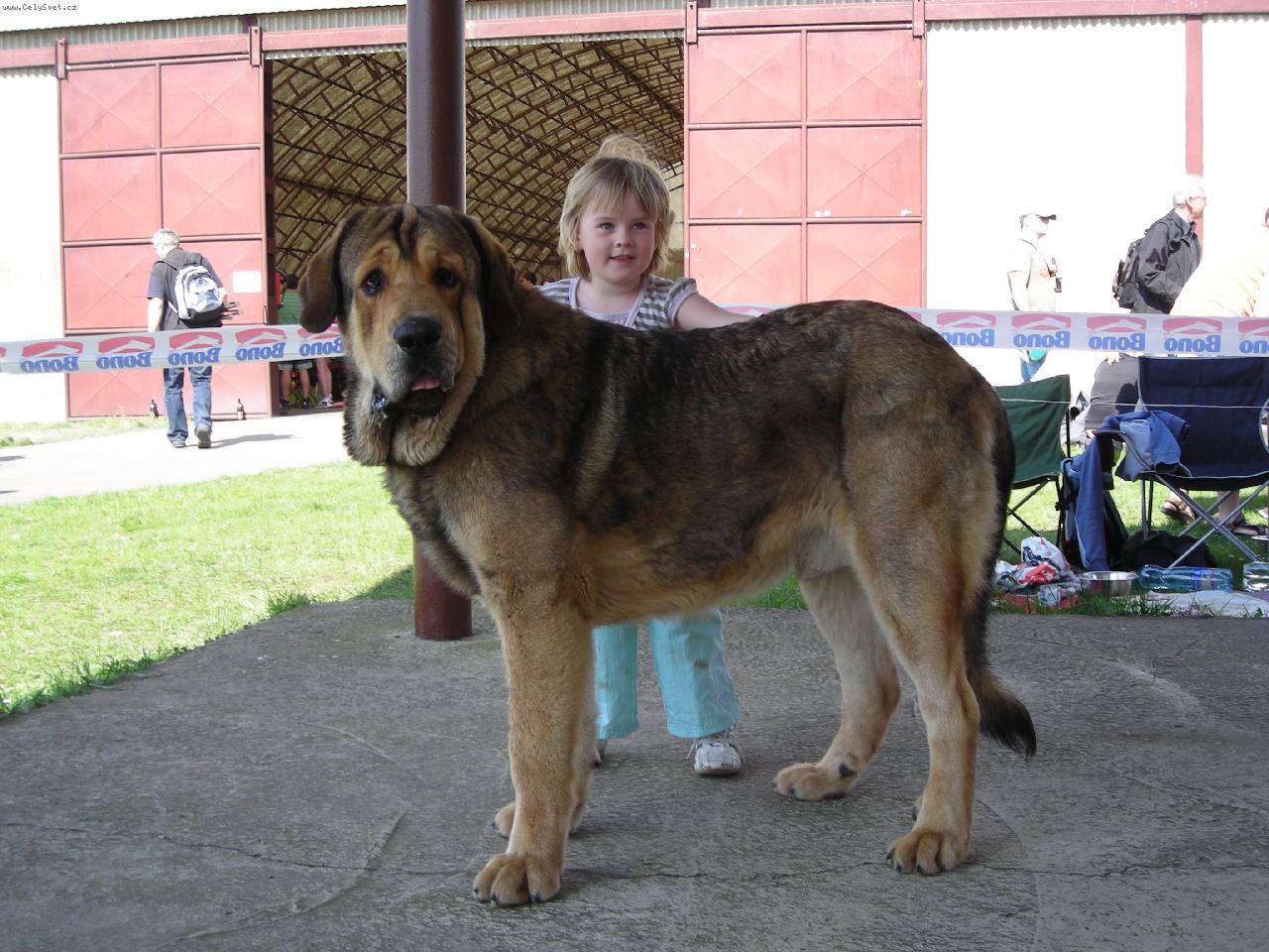 Foto: CHS z Polabsk�ch blat-Maru�ka a ARGENTO Con Fundo na v�stav�