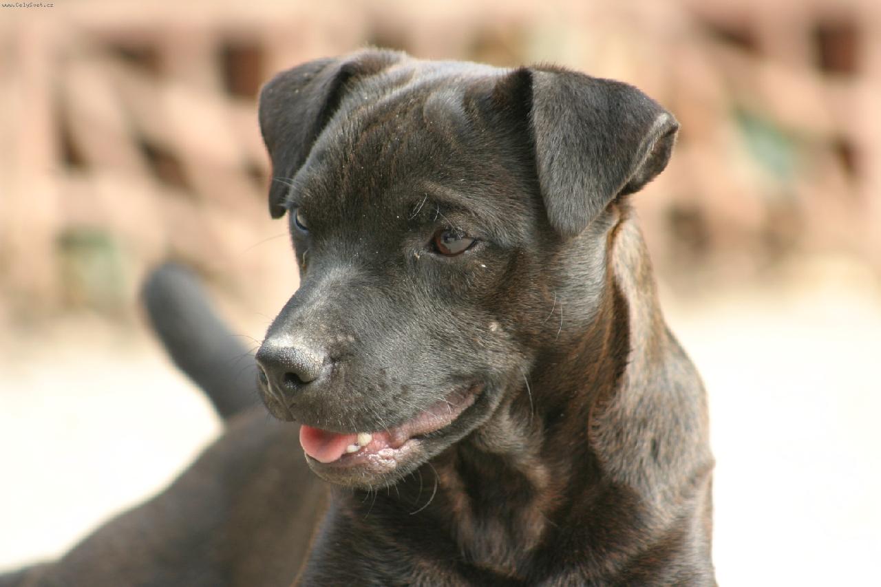 Foto: xibi srdcov� eso-patterdale teri�r Be�R s  Berry