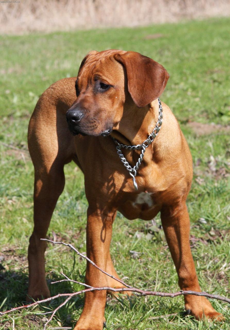 Foto: Tor-Tor 6 mesicu