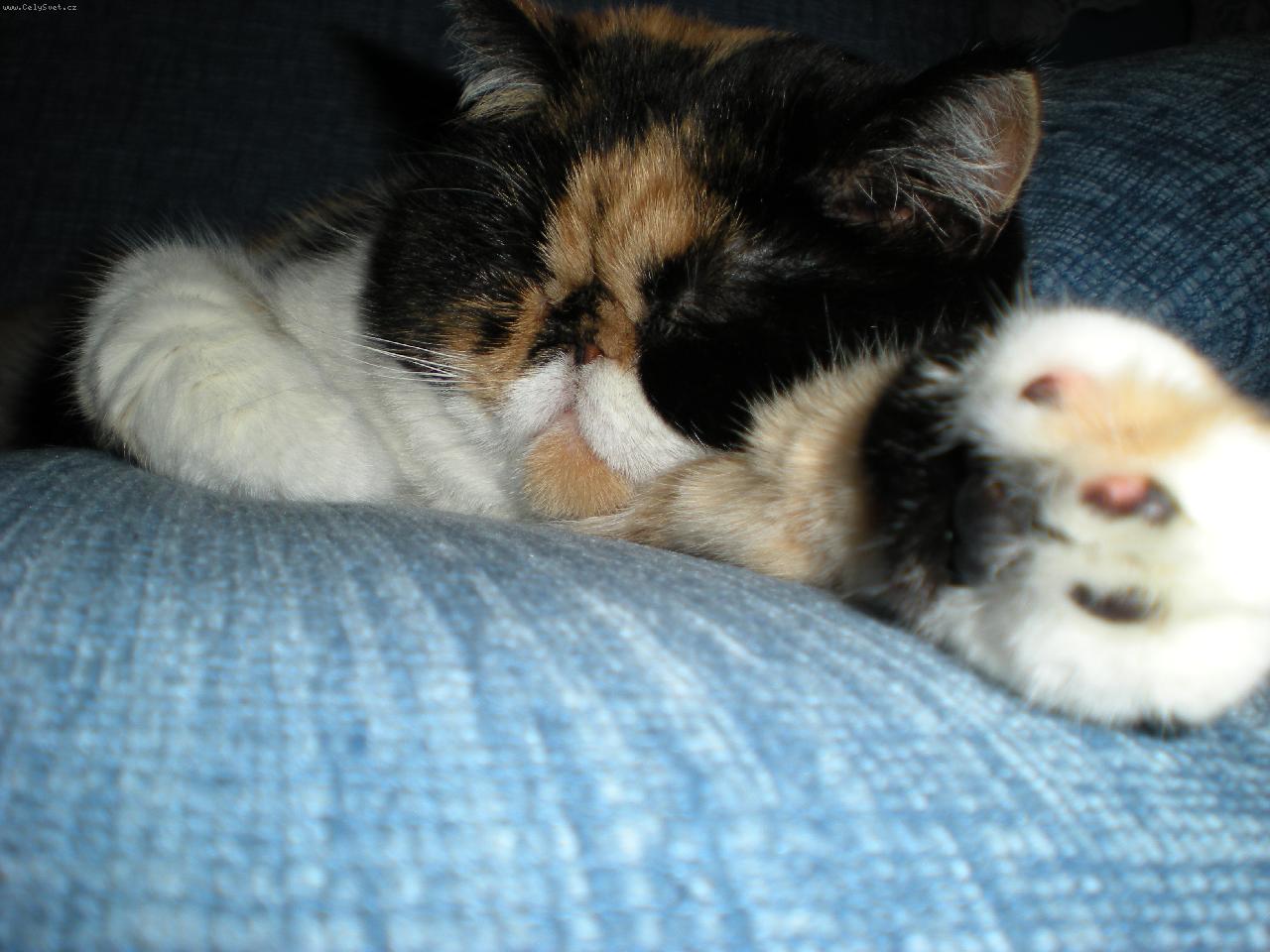 Foto: Siesta-Seda�kov� leh�rko.