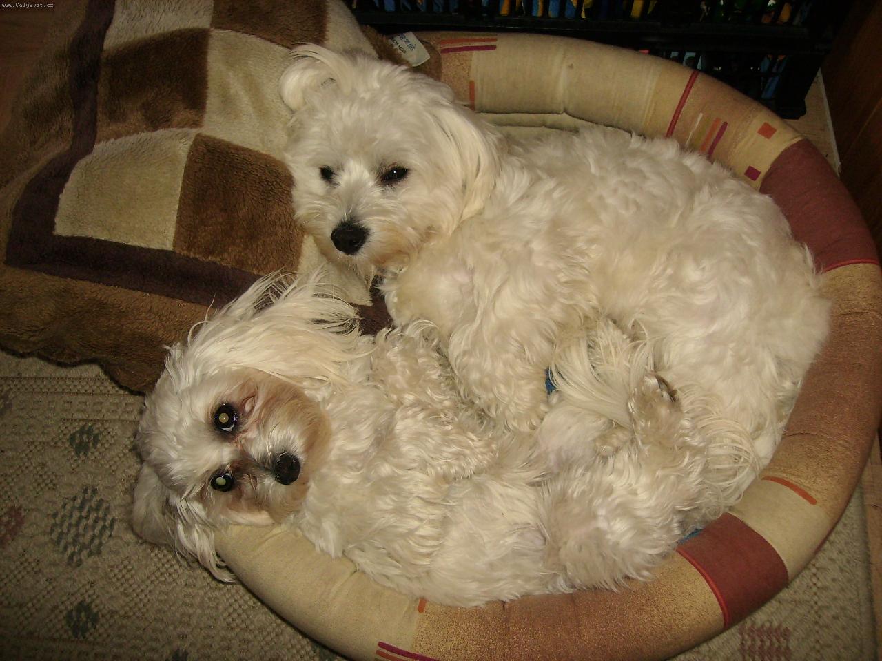 Foto: Kamar�di-Kamar�di