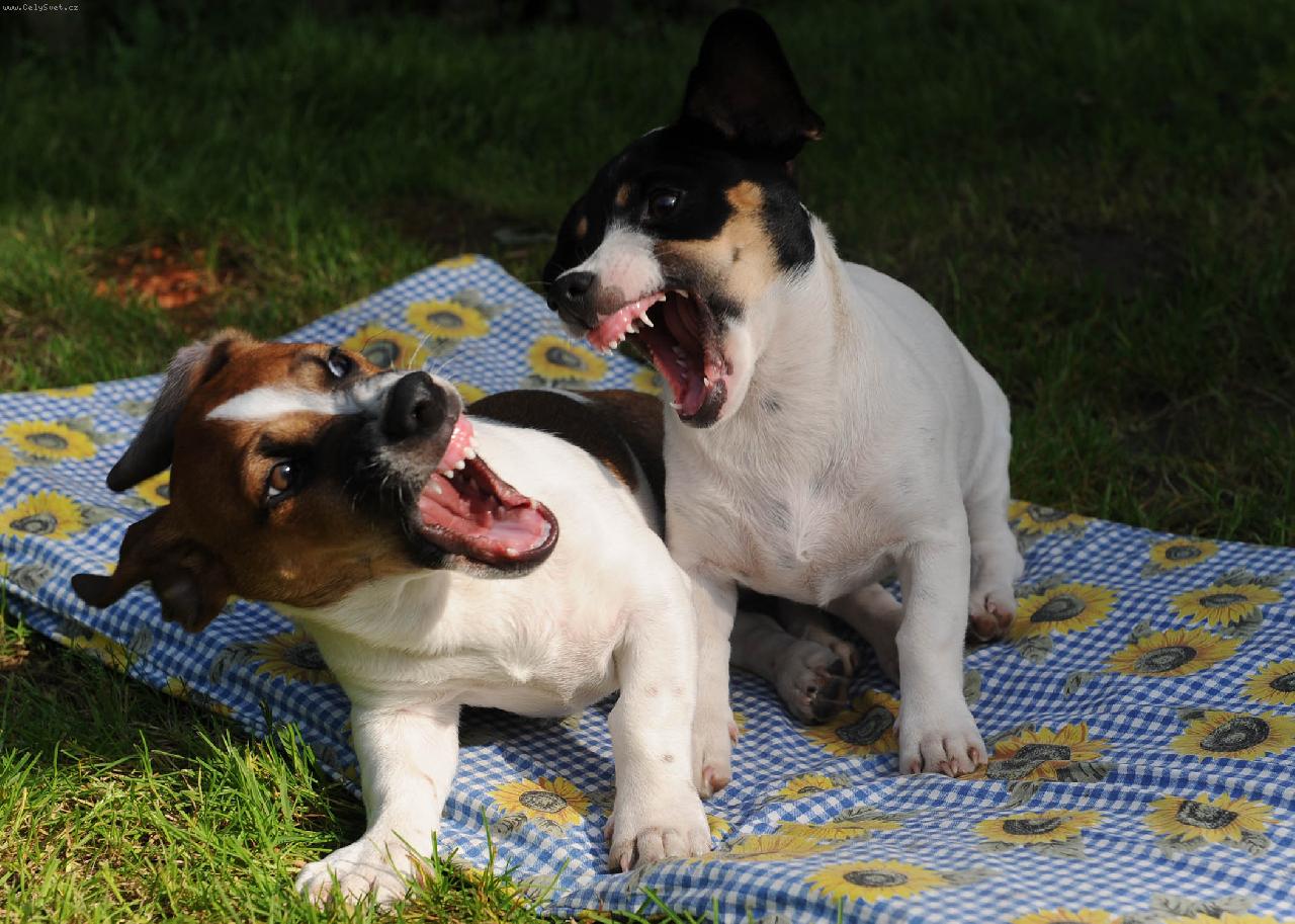 Foto: �e�n� hr�tky sourozenc�