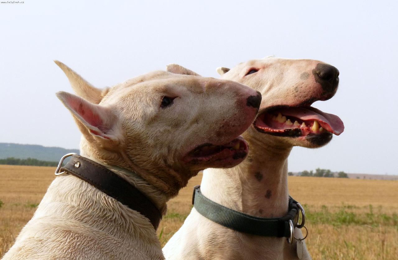 Foto: Endy �K a Roda-Nejlep�� k�mo�i