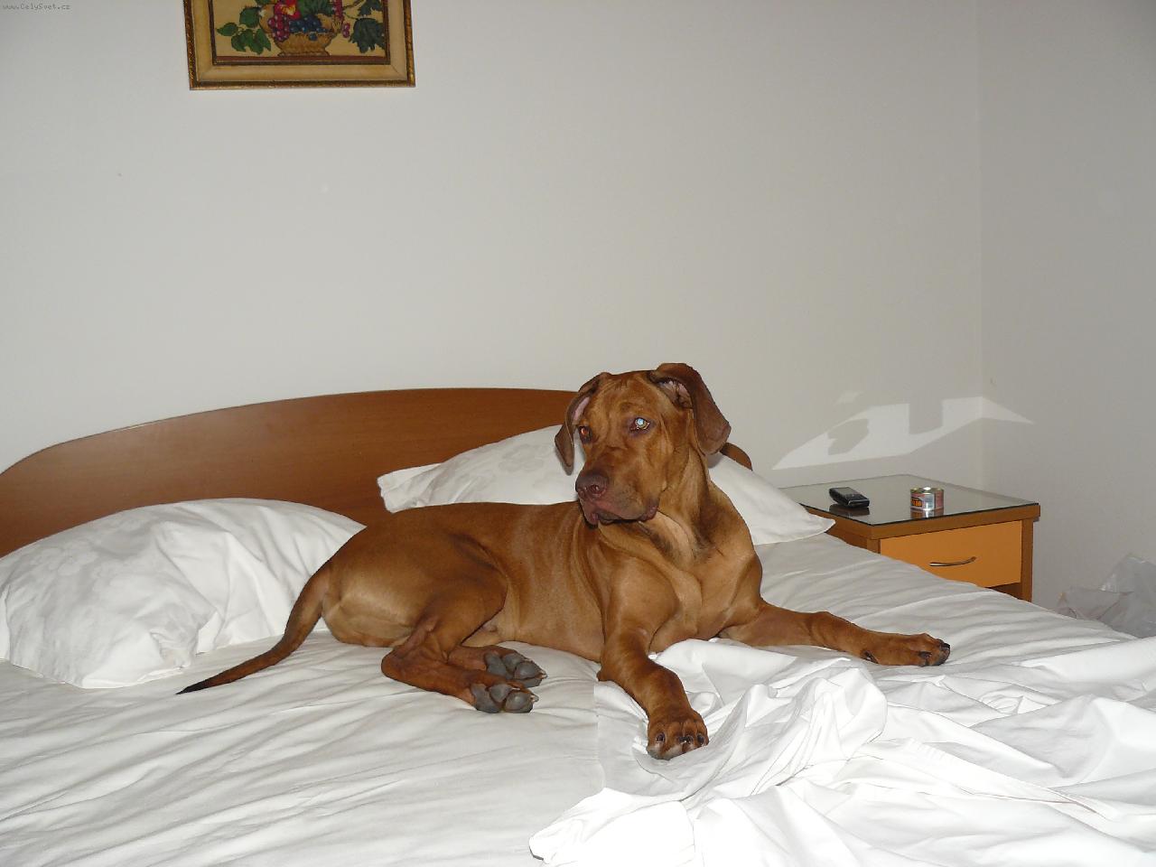 Foto: DAZZLING TAQ NERO