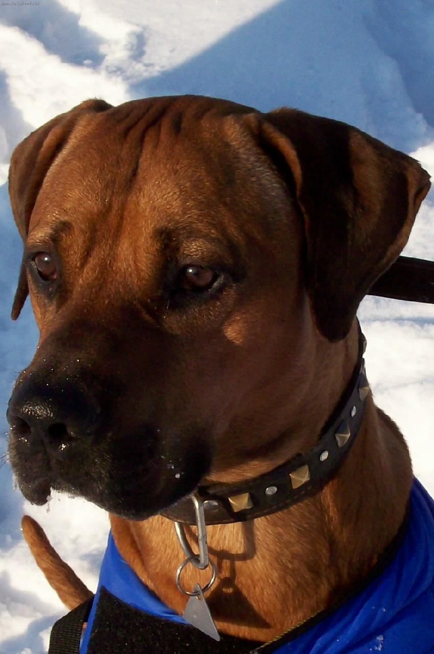 Foto: Brady Jack-Brady v zim�