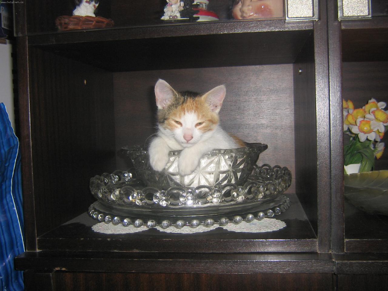 Foto: na�e mimi-pro� m� bud�te