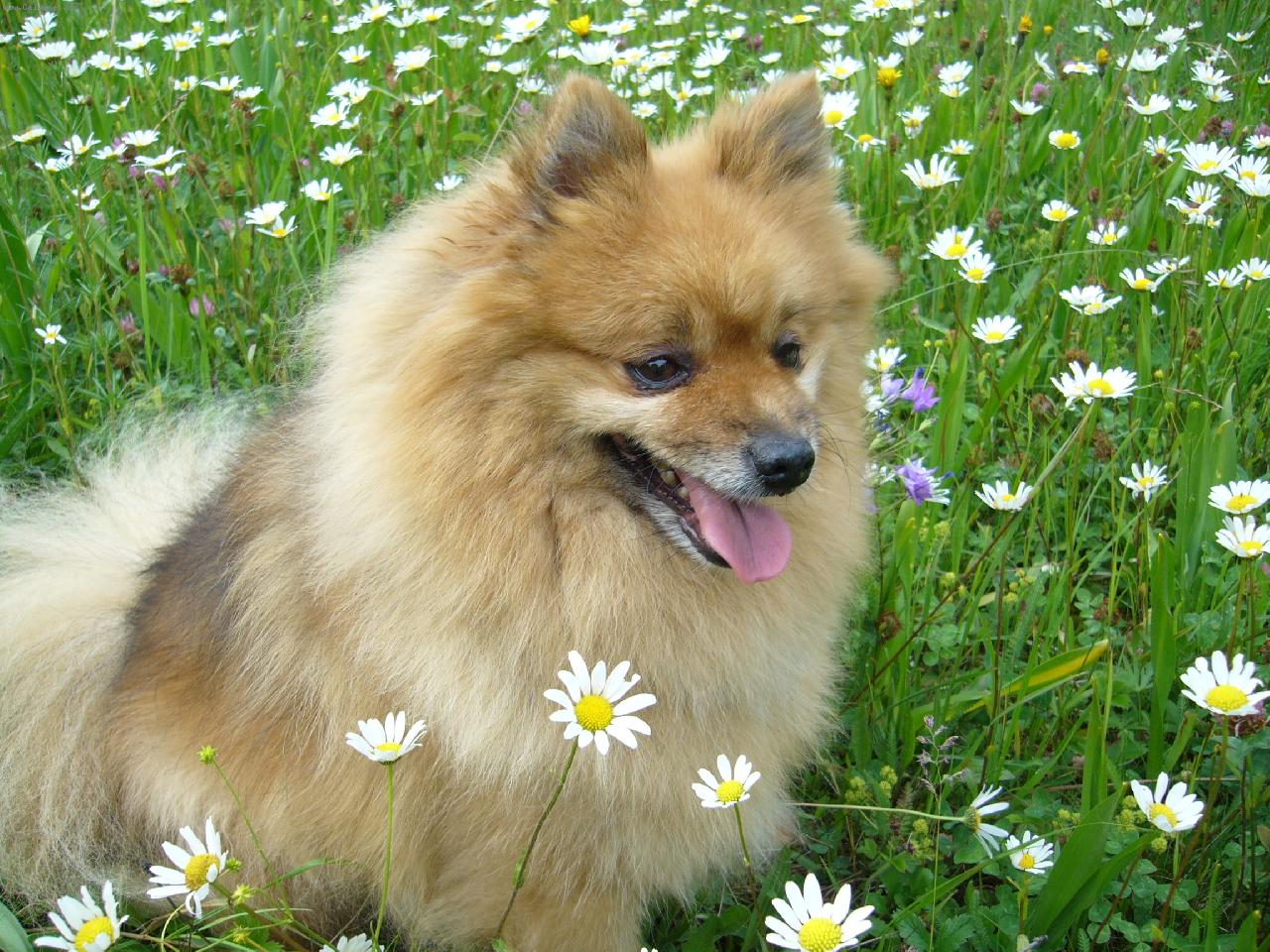 Foto: Jerry-Jerry v kopretin�ch