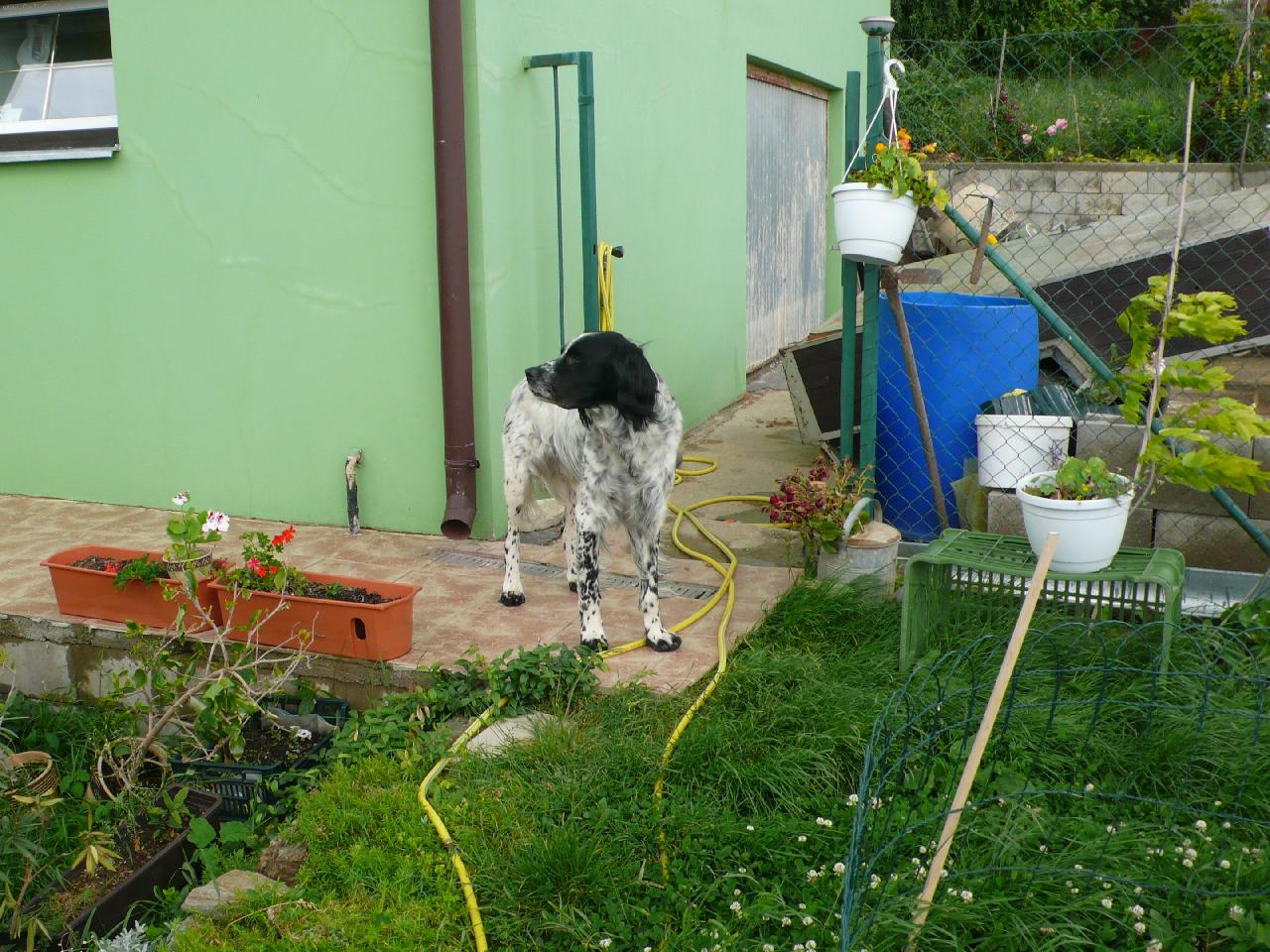 Foto: Baron-Velk� munsterland