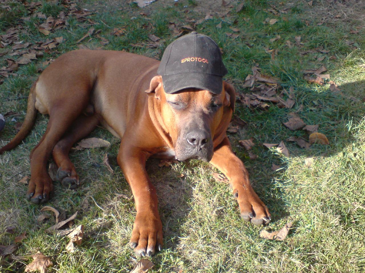 Foto: Gorb�k, mont�r od Protoolu