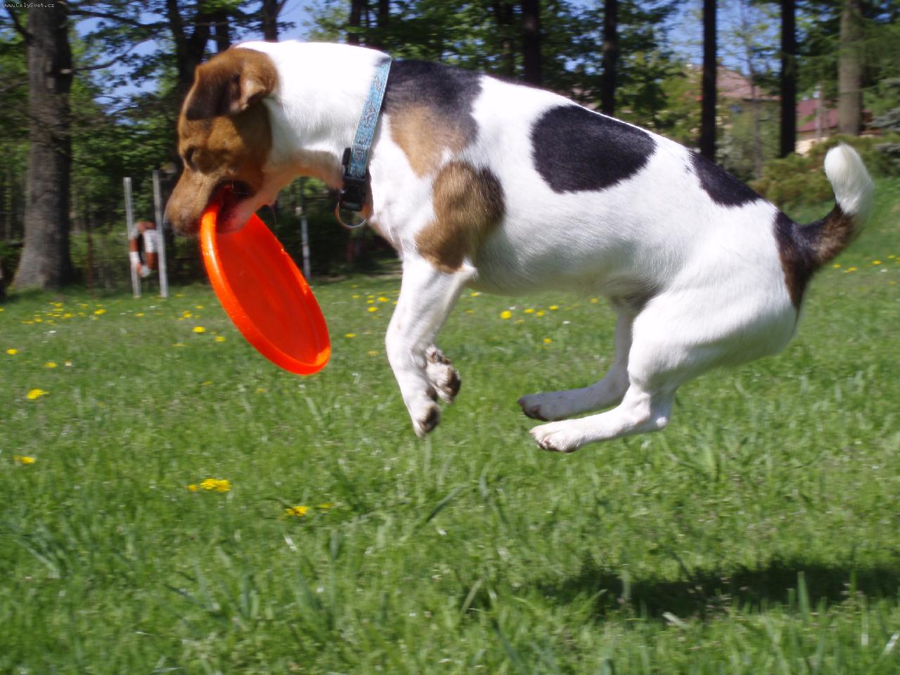 Foto: Montyho frisbee