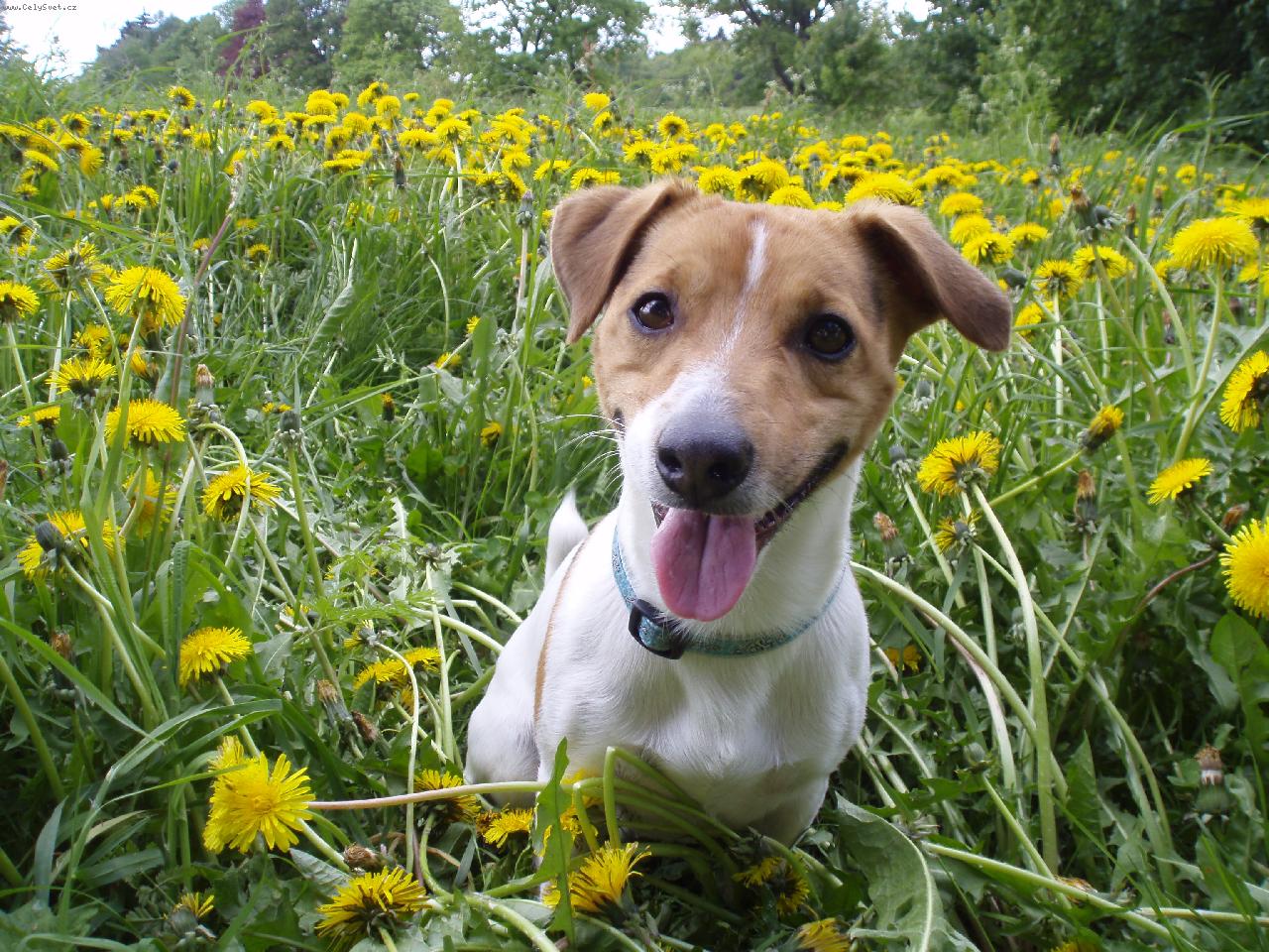 Foto: Montyho �sm�v