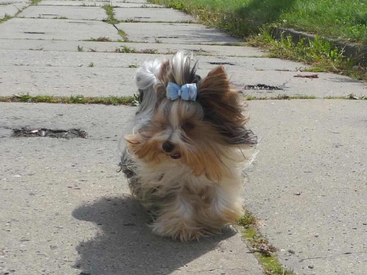 Foto: Elliot-Elliot na pr�zkumu