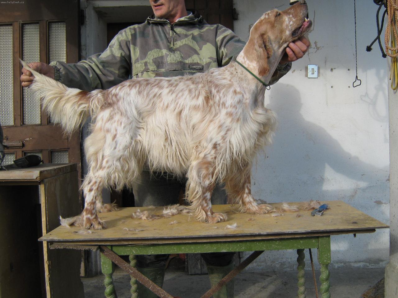 Foto: SETTER INGLESE DALL"ITALIA-KIKKA B.A