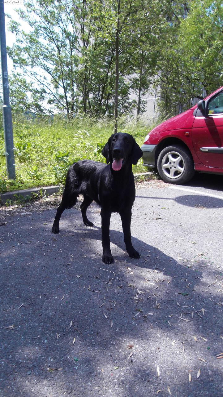 Foto: Just Imagine Black Brianta